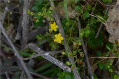 Hypericum japonicum